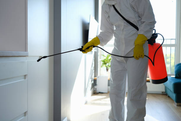 Best Post-Flood Mold Remediation in Taylor Creek, OH
