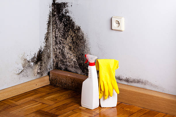 Best Basement Mold Remediation in Taylor Creek, OH
